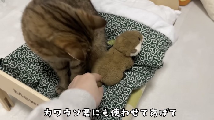 「カワウソ君にも...」のテロップ写真