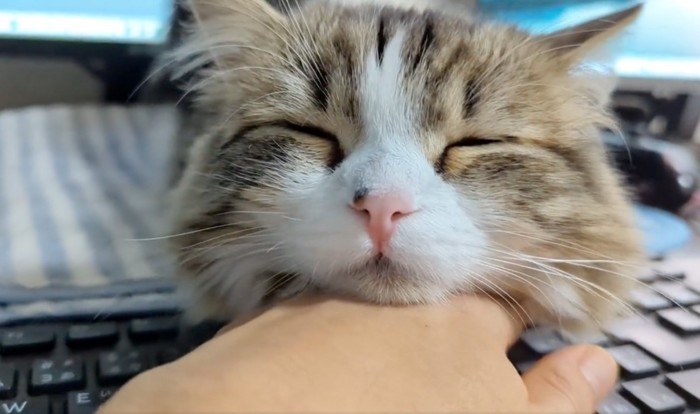 天使のような寝顔の猫