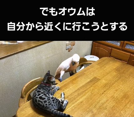 子猫に近づこうとするオウム