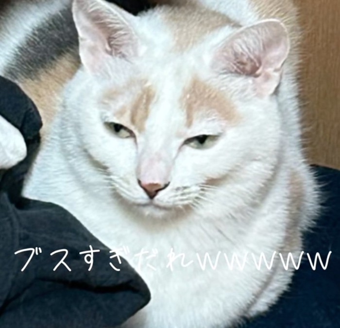 目を細める猫アップ