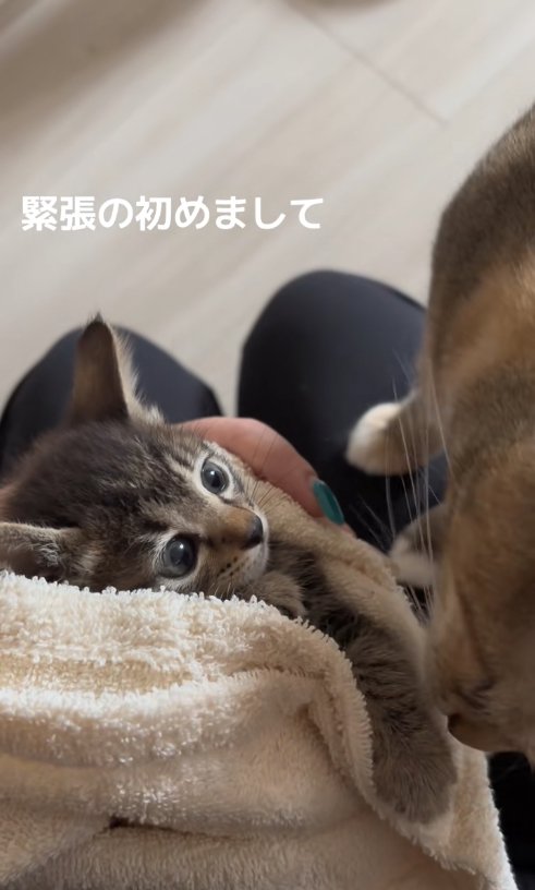 麦わら猫を見て目を見開いている子猫