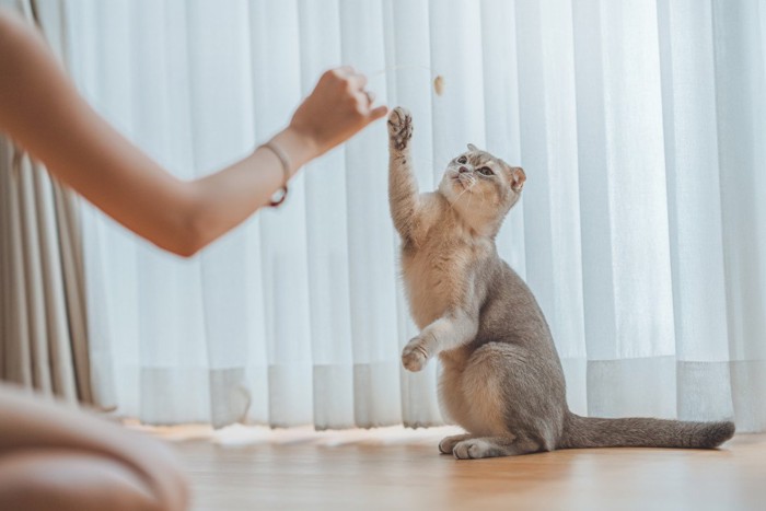 立ち上がって遊ぶ猫