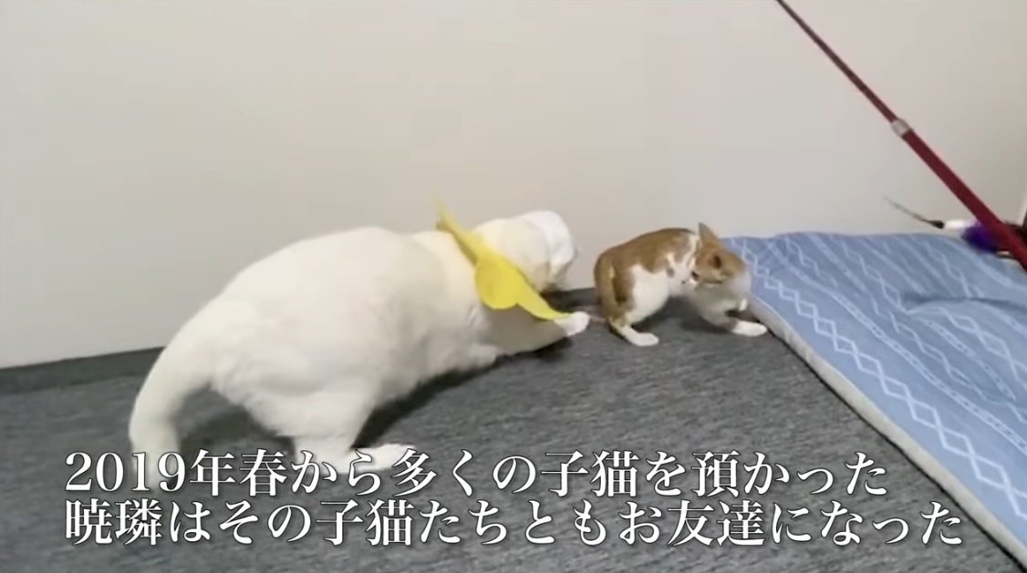 猫じゃらしで遊ぶ子猫と白猫