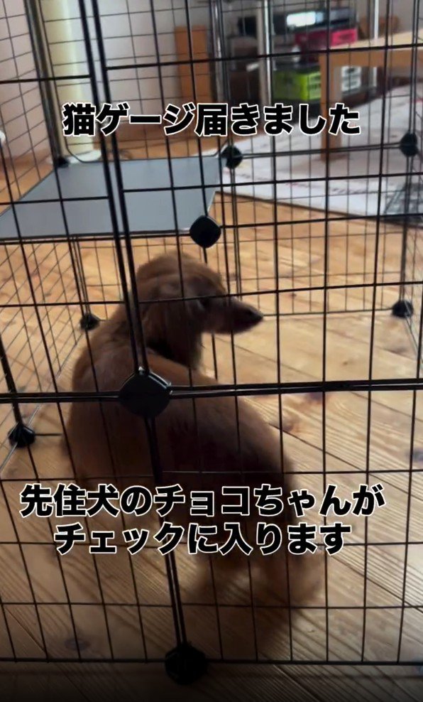 ケージをチェックする犬