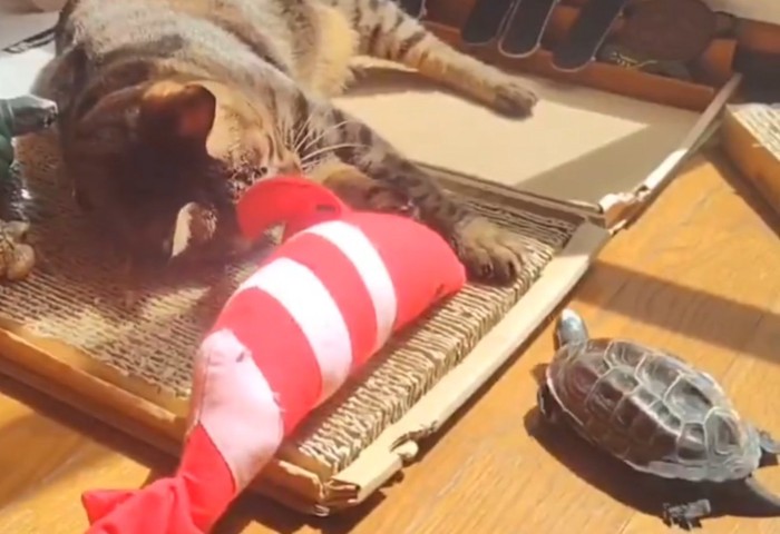 猫を見つめる亀