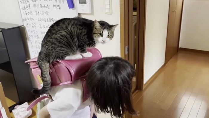 ランドセルの上にのるおでこちゃん