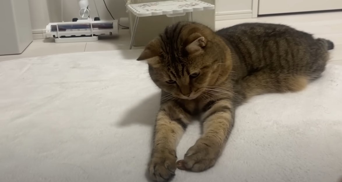 カーペットの上に猫、10円玉を触っている