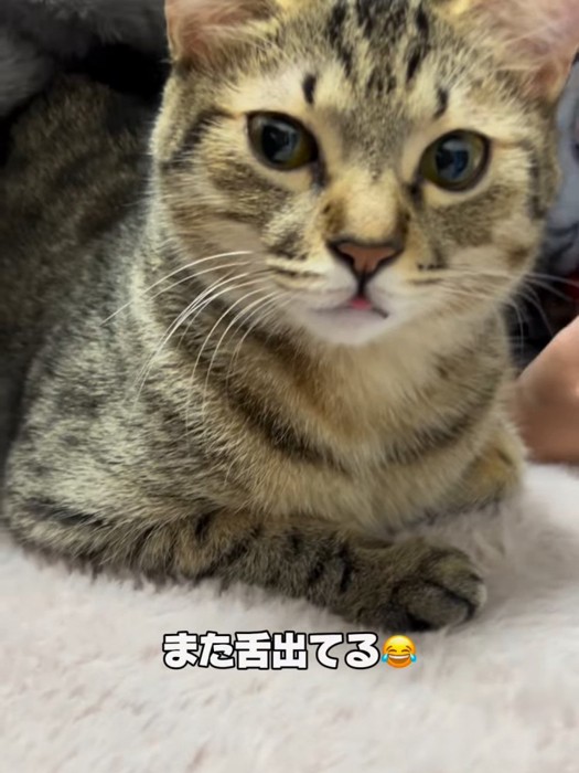 舌が出ている猫