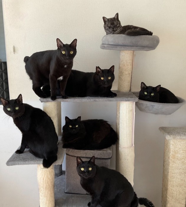 キャットタワーに集まる7頭の黒猫