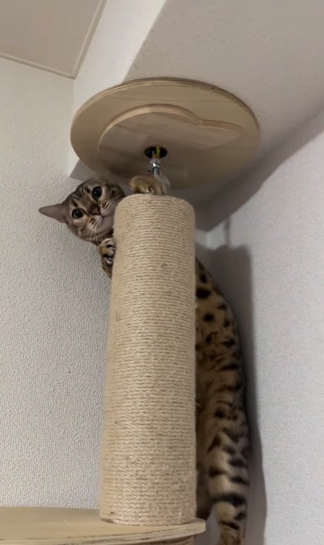 ひょっこり顔を出す猫