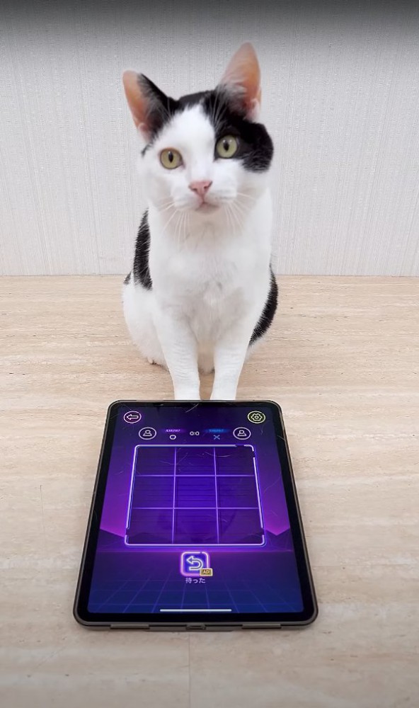 タブレットの前でお座りをしてカメラを見つめる猫