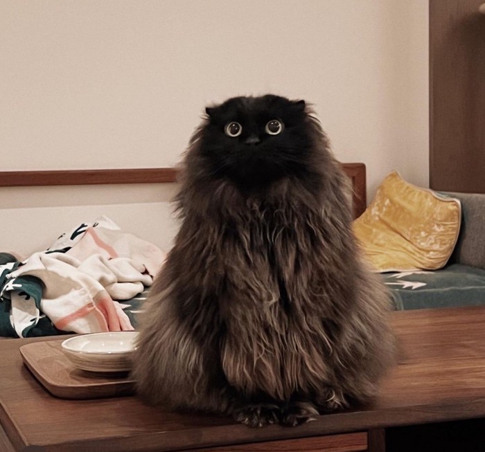 テーブルに座る猫