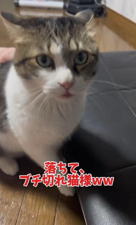 イカ耳になって怒っている猫