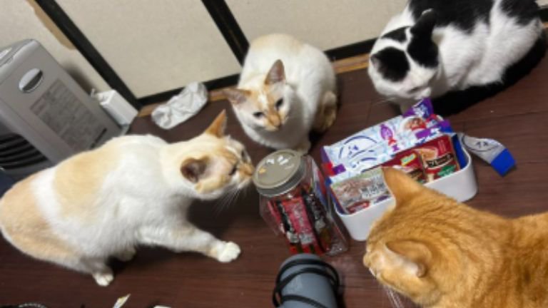 集まっている猫たち