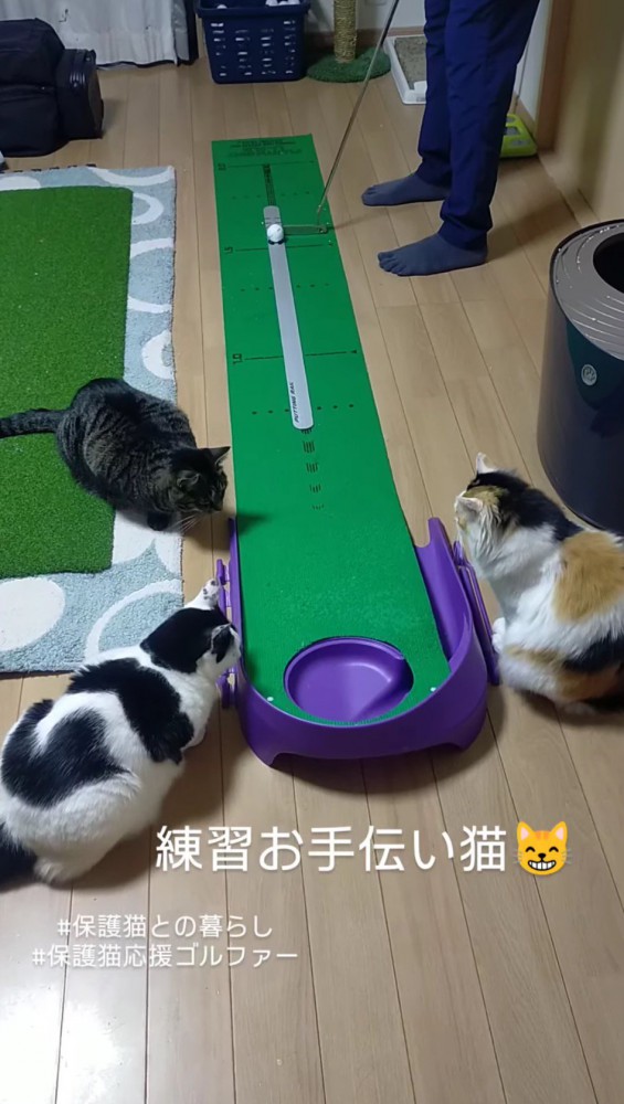 ゴルフキットの前に立つ男性と、ホールの近くに集まる3頭の猫