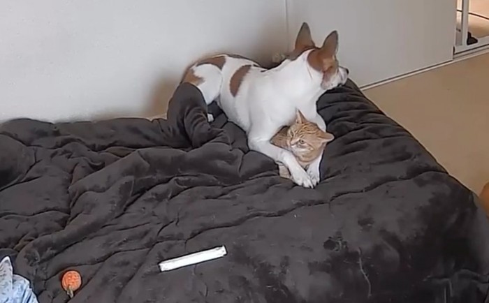 犬と猫