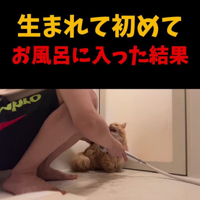 人に向かって鳴く猫