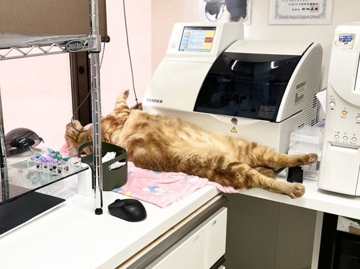 机の上でへそ天で眠る茶トラ猫