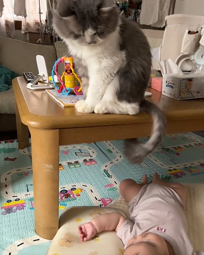 見つめる猫