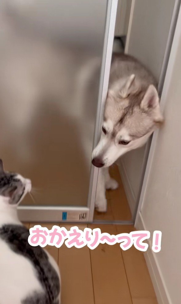 部屋へ入ってくるハスキー犬と猫