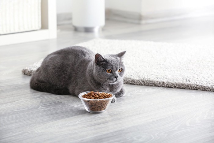 ご飯の横で香箱座りをしている猫