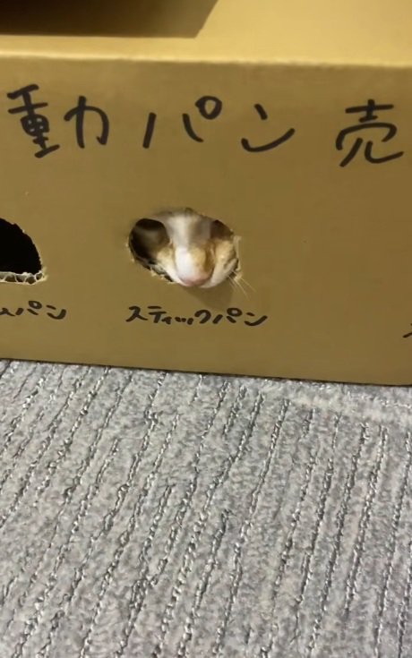 段ボールのおもちゃの穴から顔をのぞかせる猫