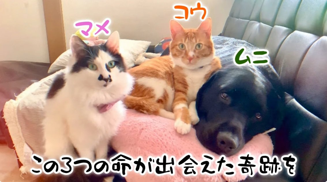 ラブラドールのそばで座っているぶち猫と茶トラ猫