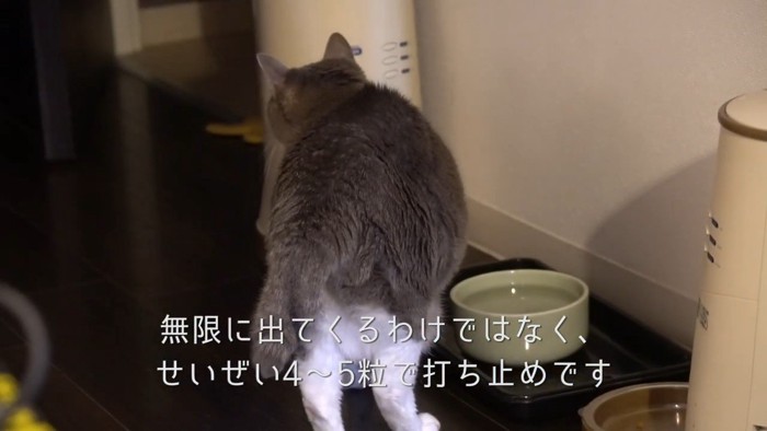 背を向ける猫