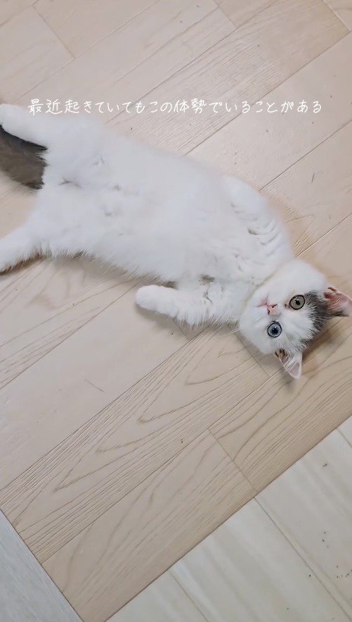 仰向けになってジッとしている猫