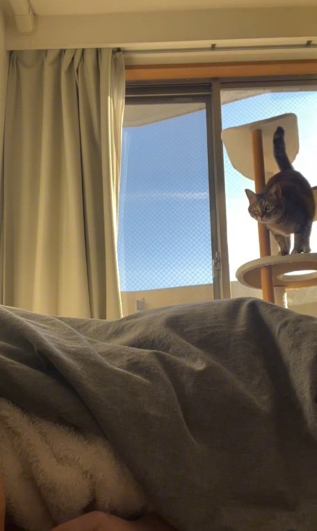 キャットタワーから降りてきたキジトラ