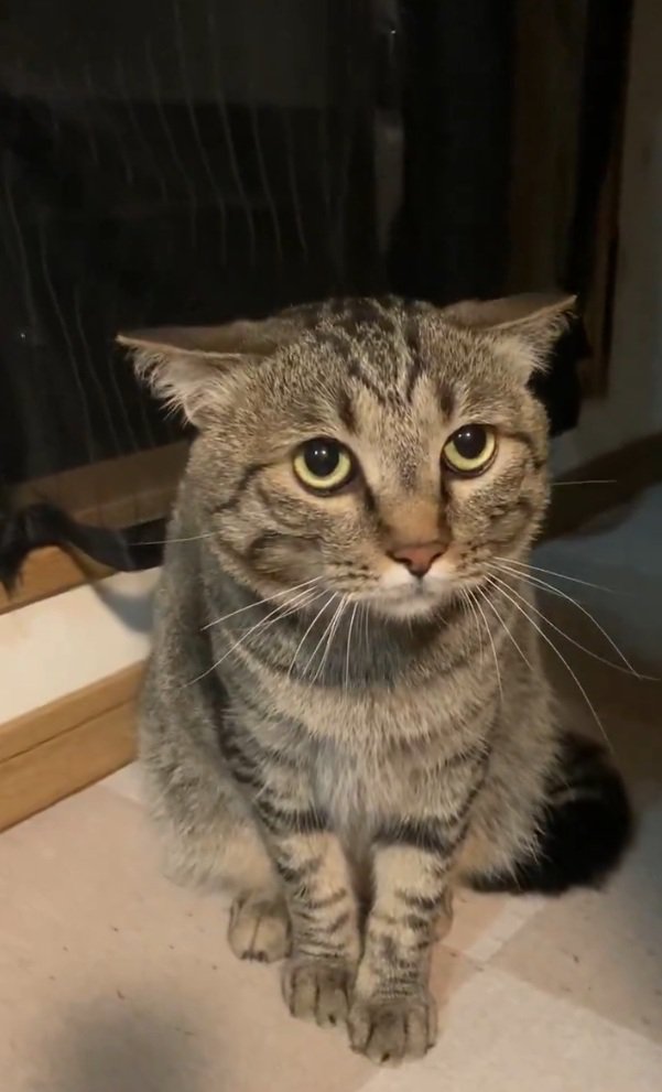 耳を後ろに向けるルイくん