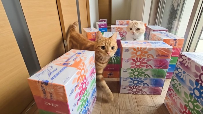 茶太郎くんクリア