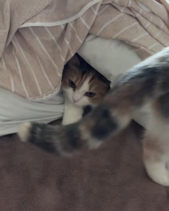 布団に入る猫