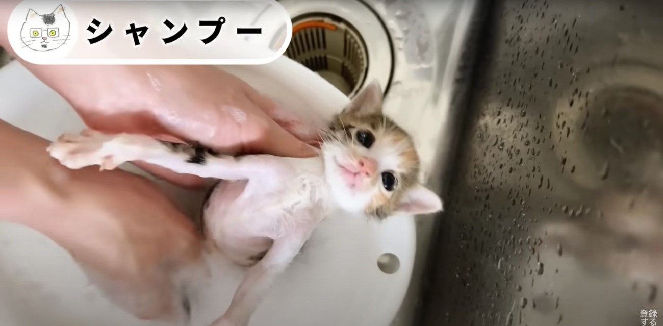 シャンプーされている子猫