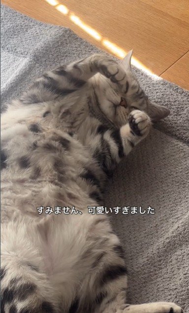 絨毯の上で寝ている猫