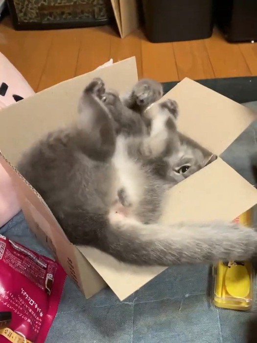 仰向けで足を上に上げている猫