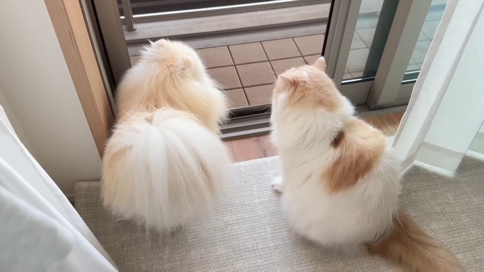 ふたりの後ろ姿