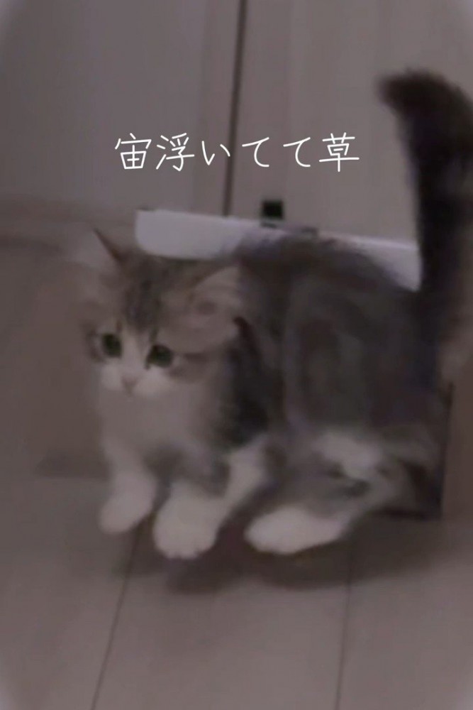 宙に浮く猫