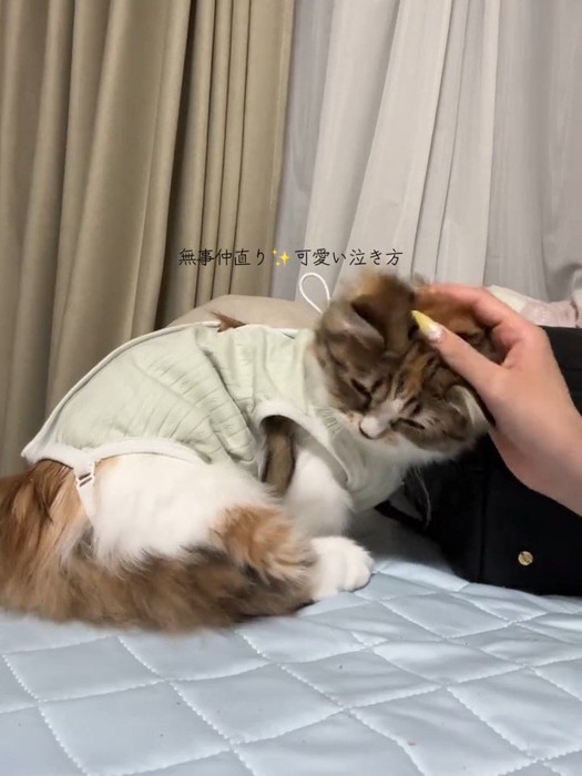 頭をなでられる猫