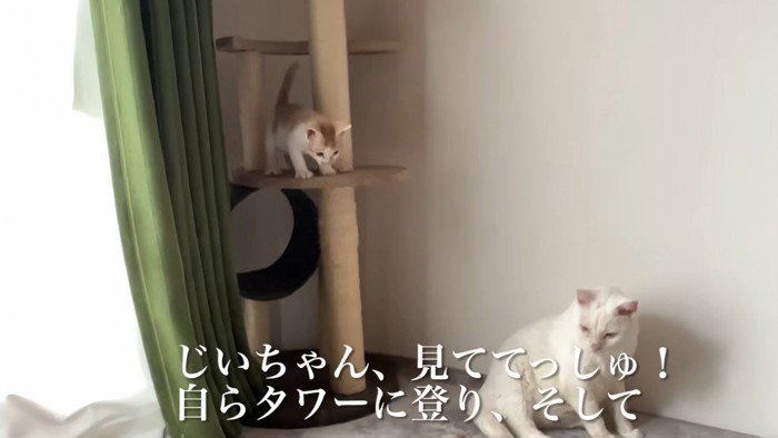 キャットタワーの上にいる子猫
