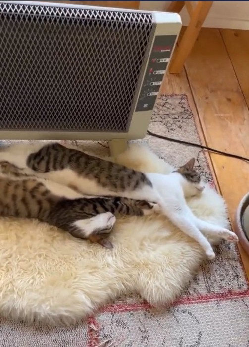 ストーブ前で伸びる猫2