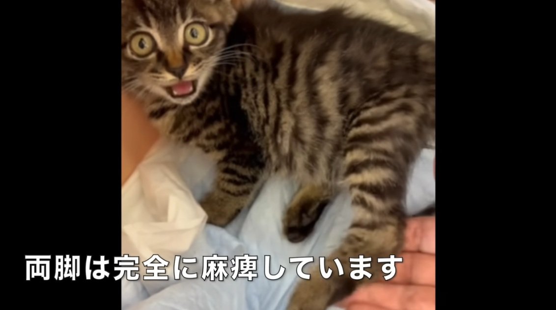 足を触られているキジトラの子猫