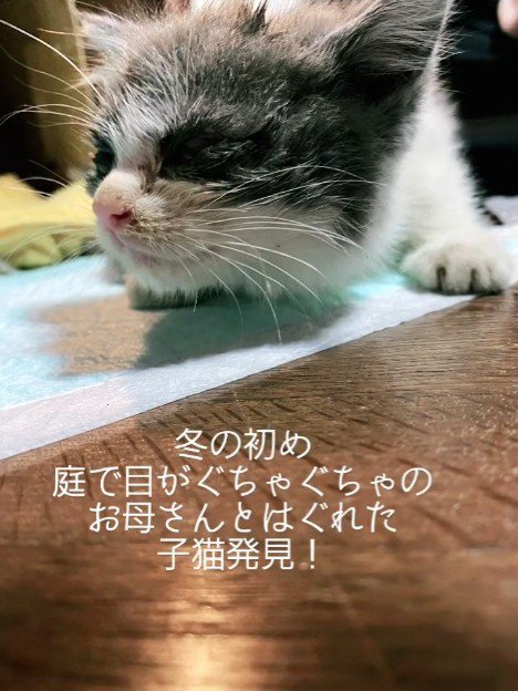 目が開かない子猫