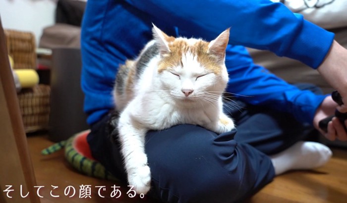 ご満悦な猫