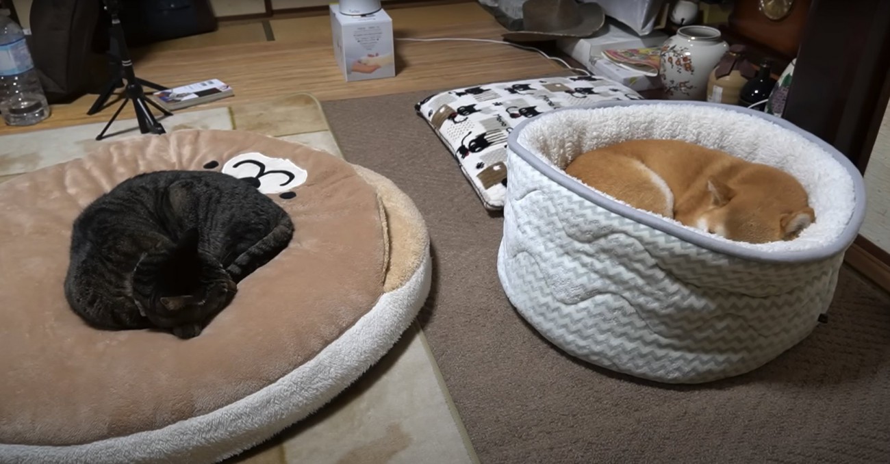 ペット用ベッドで丸くなって寝る猫と柴犬