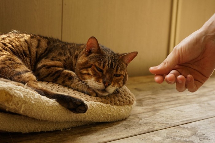 リラックスする猫