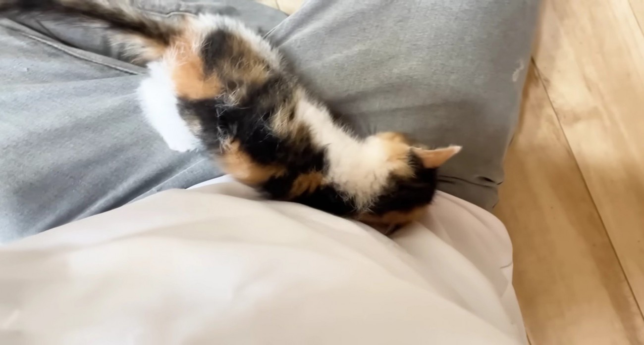 保護主さんのお膝で甘える三毛さん