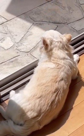 窓から外を眺める犬