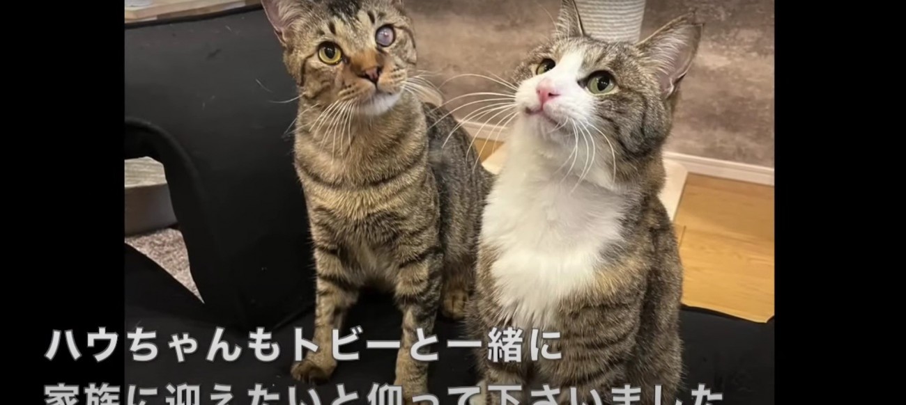 2匹の猫