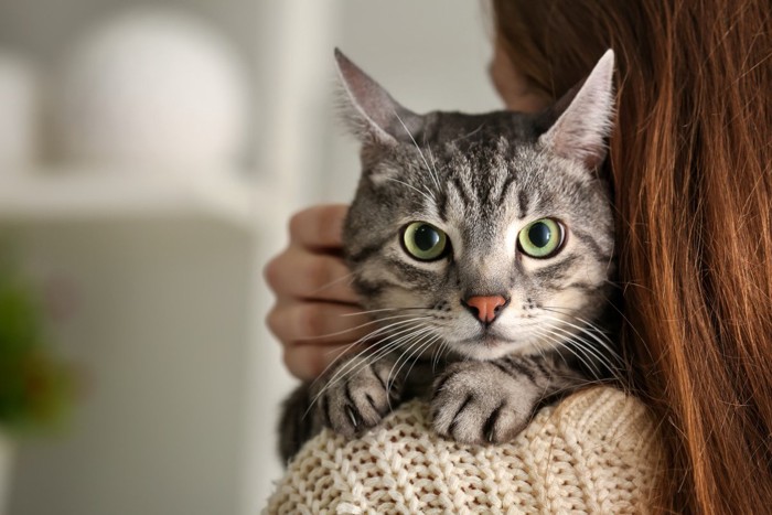 猫を抱っこする飼い主